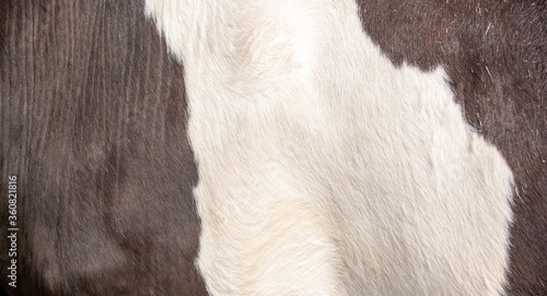 Close up of a cow skin