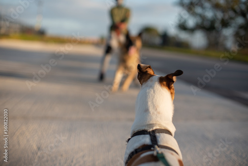 Rear view of terrier facing aggresive dog photo