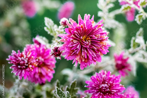 Frost-covered pink chrysanthemums. The first frosts covered the flowers