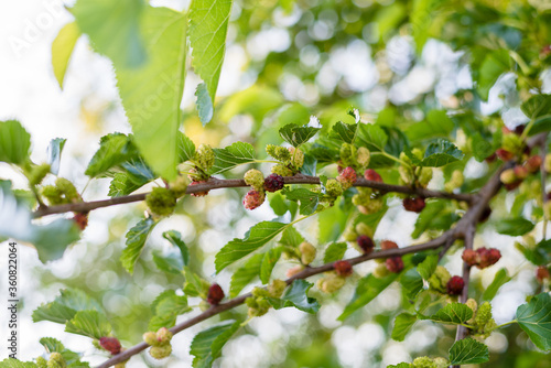 The mulberry ripens on the tree and is ready to eat fruit.