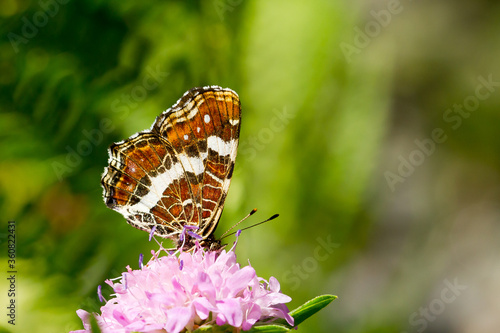  Araschnia levana, mariposa naranja con franja blanca con las alas cerradas sobre la flor lila.