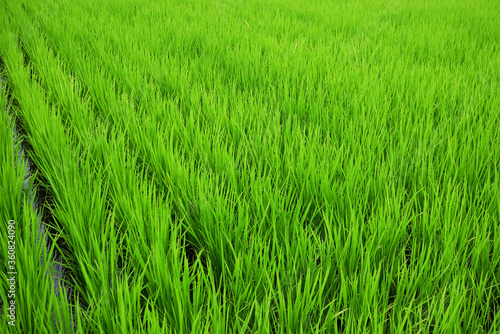 6月の青々とした稲のある田んぼの風景