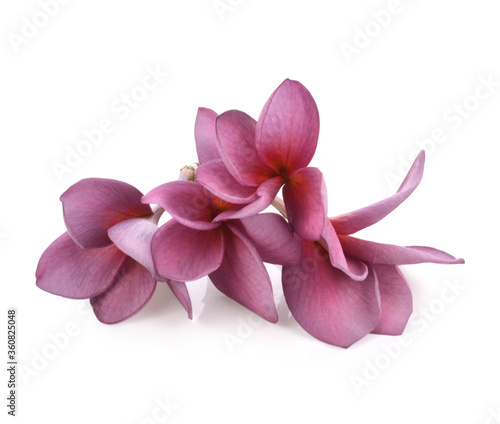 beautiful plumeria rubra flowers isolated on White background