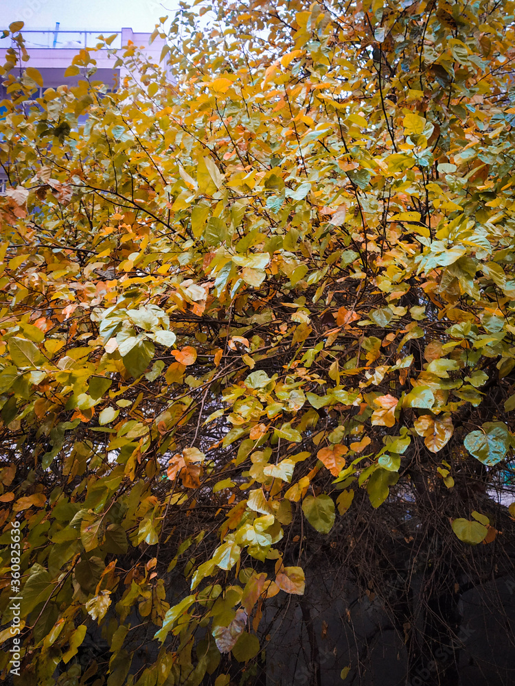 autumn leaves on a tree autumn leaves on a tree