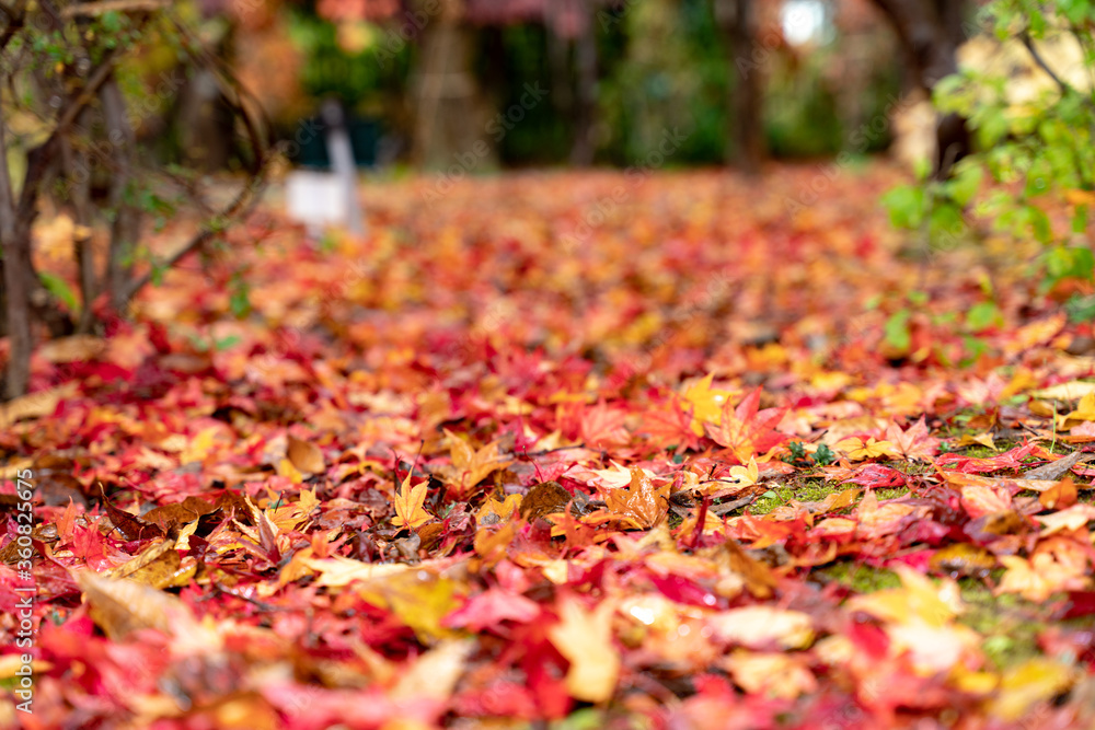 紅葉 落ち葉 紅葉 落ち葉