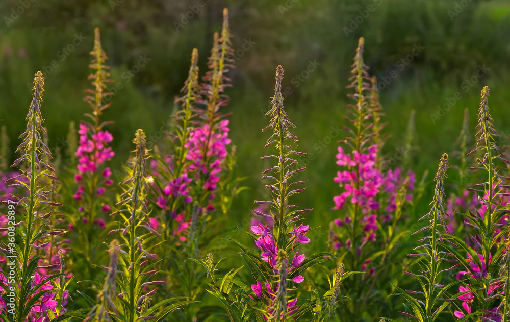 Obraz premium Many plants of willow herb in a field with sunrise light