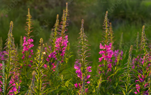 Many plants of willow herb in a field with sunrise light