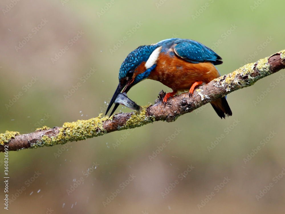 Obraz premium Male common kingfisher fishing