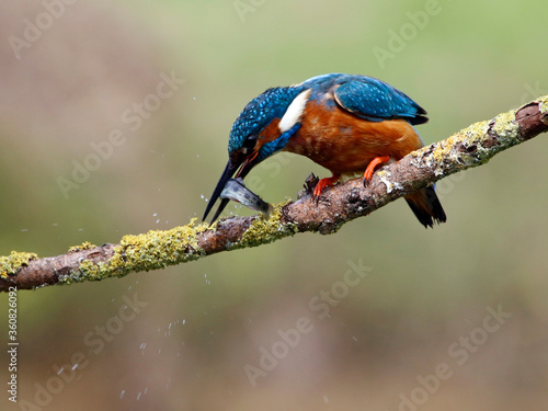 Male common kingfisher fishing photo