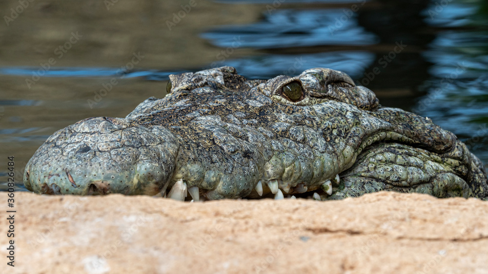 Fototapeta premium Crocodile