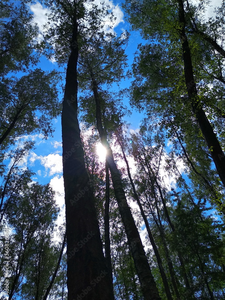 Fototapeta premium trees in the forest