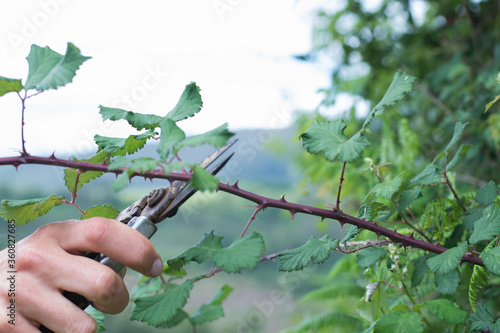 Φωτογραφία hand with pruning shears
