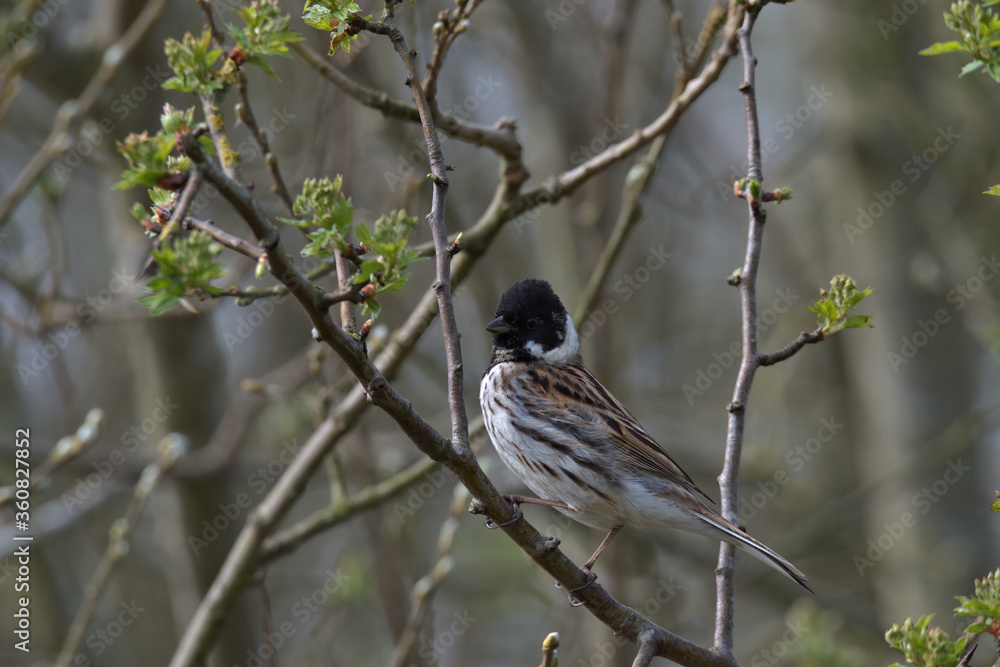 Male Common Reed Bunting,Emberiza schoeniclus Male Common Reed Bunting,Emberiza schoeniclus