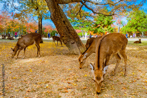Japan. Deer graze in the pa...