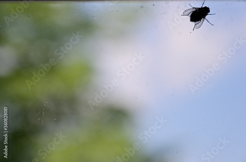 Photo of a large fly on a window pane with beautiful bokeh