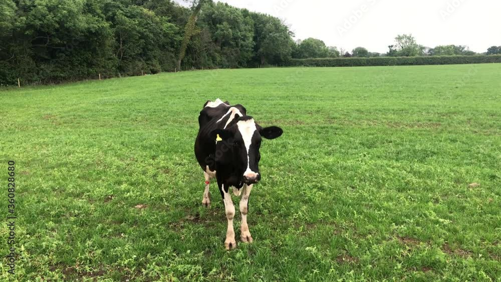 Cow In Field Roaming In Cheshire Field. Cow In Field Roaming In Cheshire Field.
