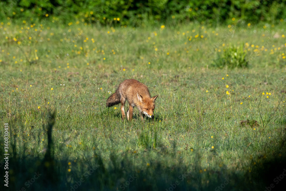Fototapeta premium Renard au petit matin