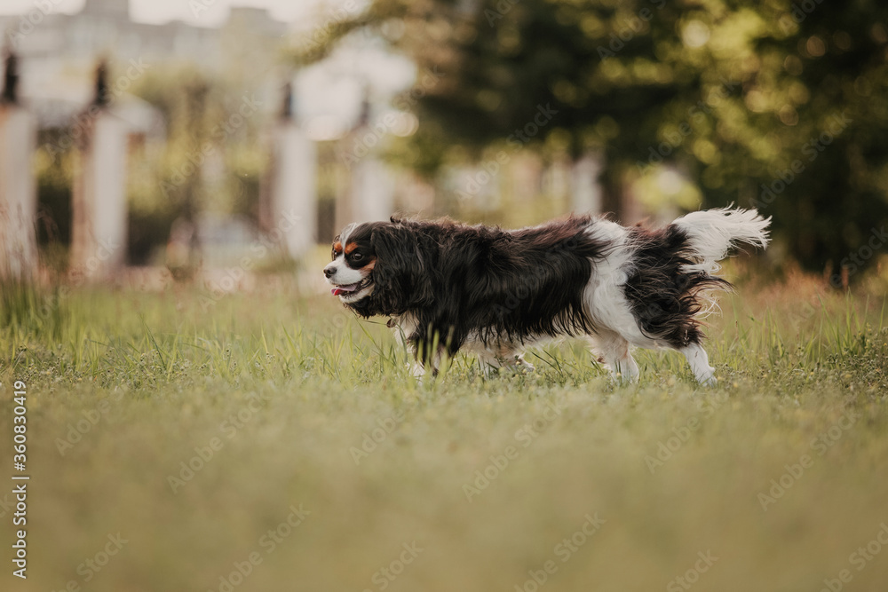 cavalier king charles spaniel