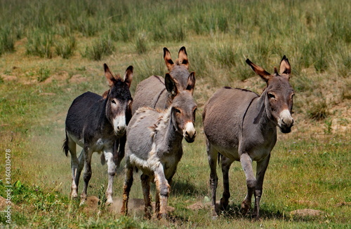 Fototapeta Naklejka Na Ścianę i Meble -  Tajikistan. The Pamir highway. A small herd of domestic donkeys frolic in the mountain steppes during a break from pack work.