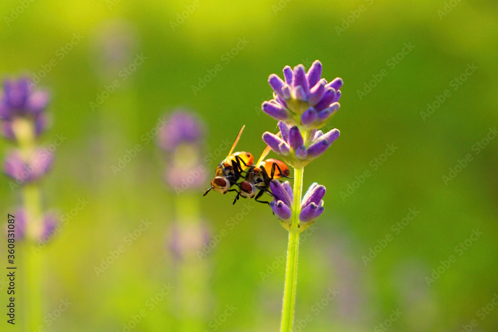 Gymnosoma rotundatum, mating on lavender. Macro lavender with gymnosa rotundatum Gymnosoma rotundatum, mating on lavender. Macro lavender with gymnosa rotundatum