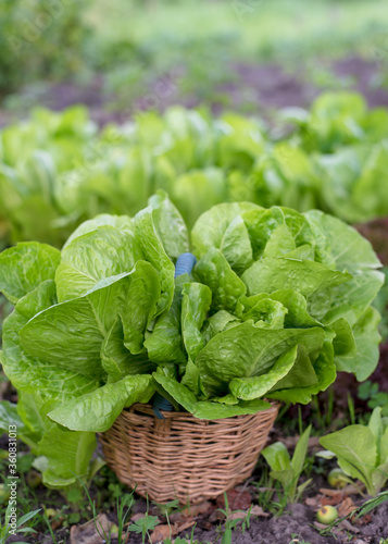 romano salad in a basket in the garden