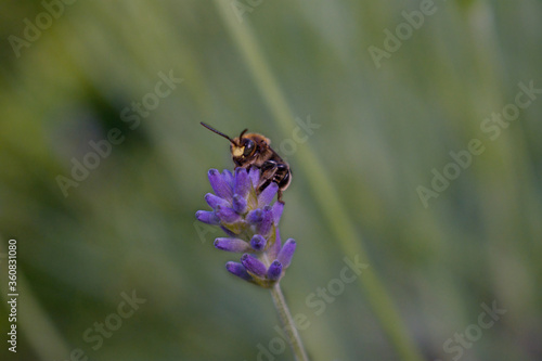 The bee pollinates the lavender flowers. Bee with lavender, macro © Nikola