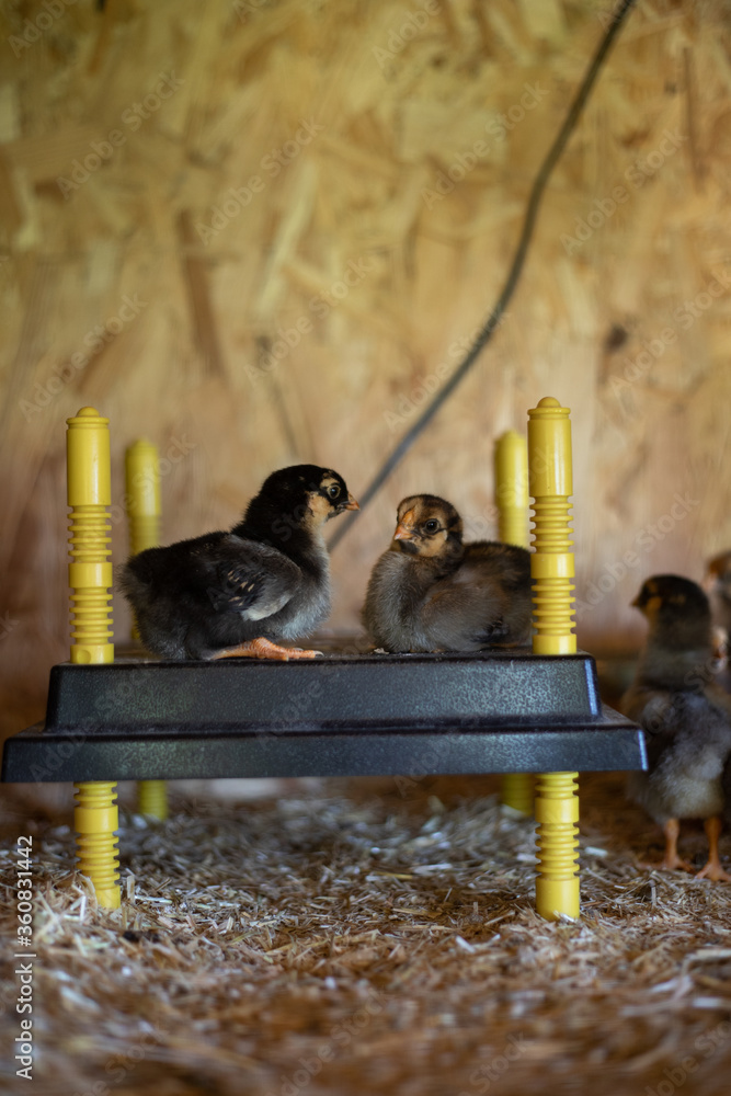 Küken im Stall der Rasse Zwerg Wyandotten foto de Stock | Adobe Stock