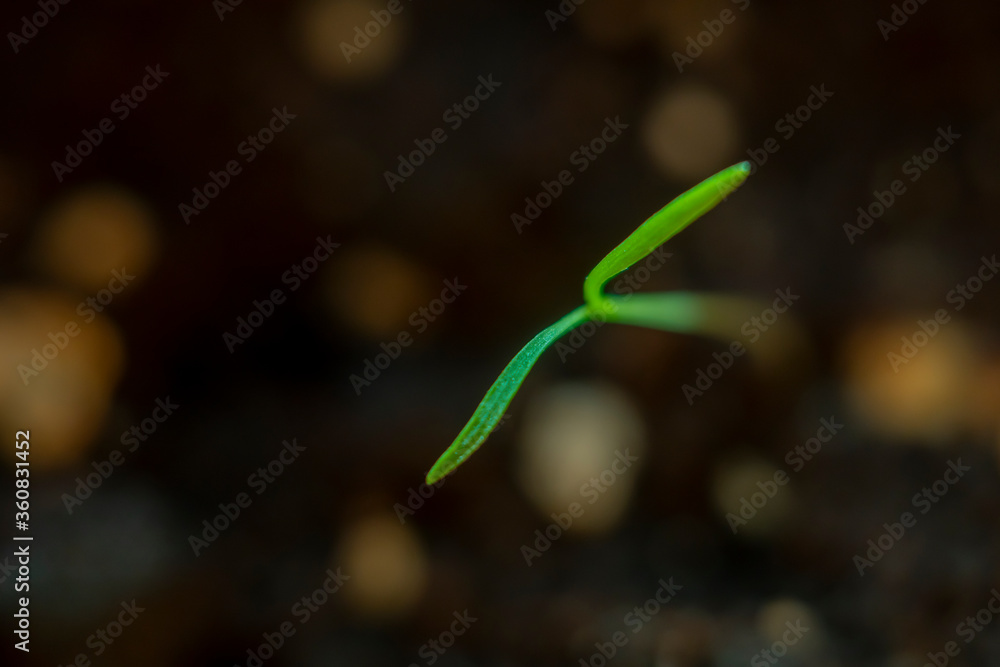 Blurred with soft focus background with a small sprout of carrots sprouted from the ground. Blurred with soft focus background with a small sprout of carrots sprouted from the ground.