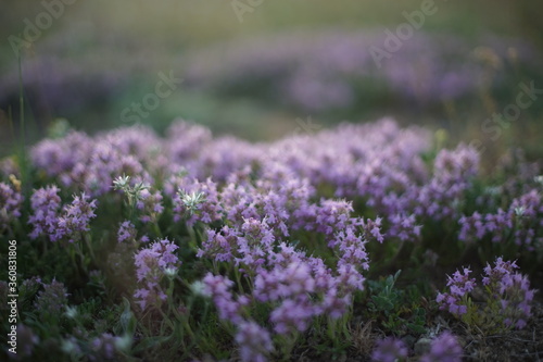 Close-up of wild thyme just before sunrise/ after sunset. The photo is in soft pastel colours and the light is coming from the back. Ideal for alternative medicine ads, tea ads and culinary ads.