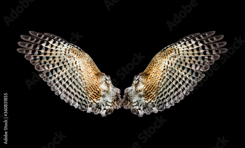 eagle wings on a black background