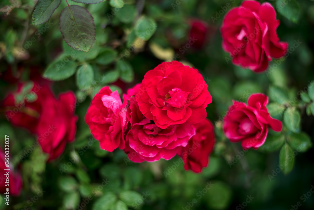 Red roses in the garden. Rose bush in the country in summer