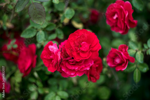 Red roses in the garden. Rose bush in the country in summer © Julia