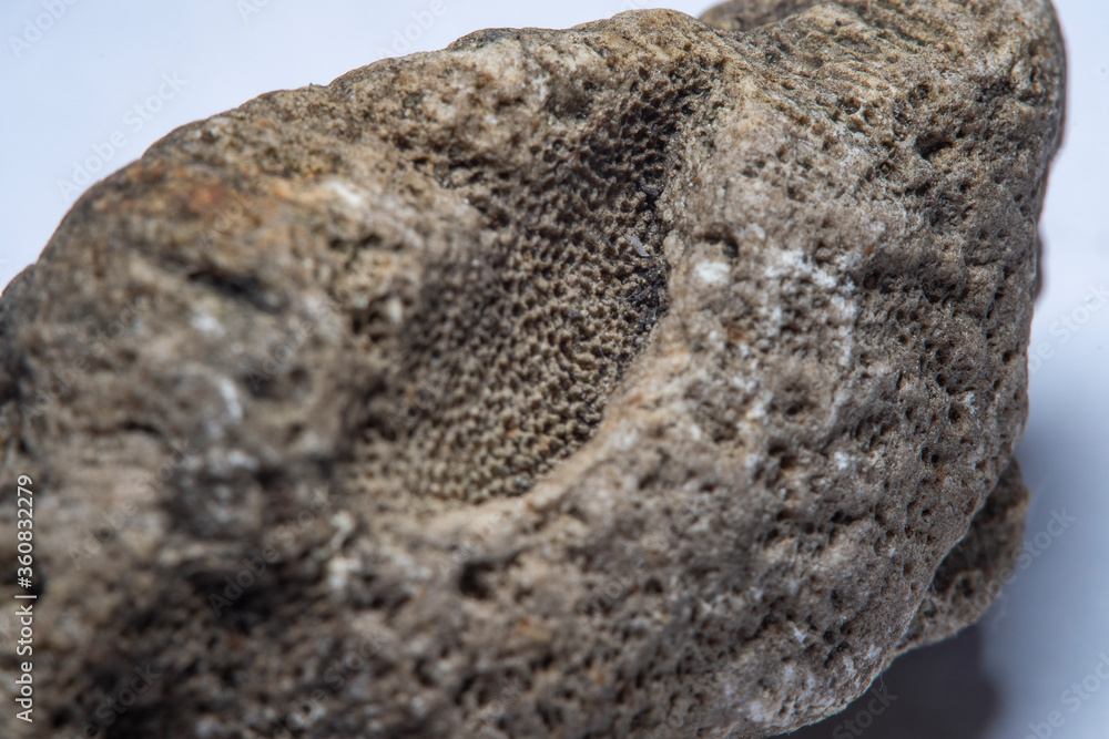 A piece of old stone with numerous microscopic holes on the surface. Blurred at high magnification with soft focus. A piece of old stone with numerous microscopic holes on the surface. Blurred at high magnification with soft focus.