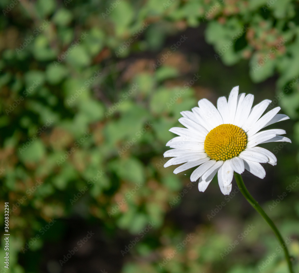 Chamomile flowers soothe the nervous system Chamomile flowers soothe the nervous system
