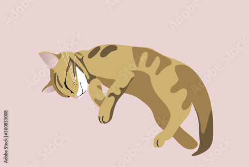 Vector color flat illustration of a sleeping tabby cat. Realistic cat. On a pink background