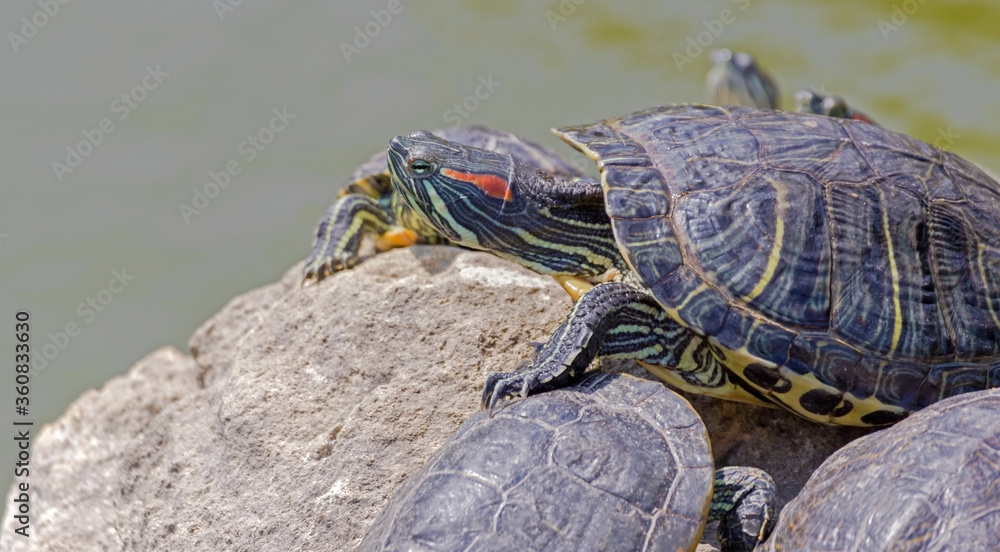 turtles basking and swimming in the sun turtles basking and swimming in the sun