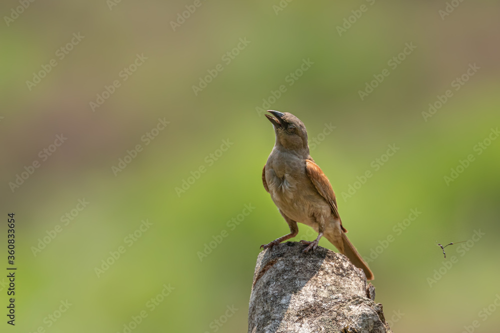 Northern grey-headed sparrow (Passer griseus) on a rock, Kibale National Forest, Uganda. Northern grey-headed sparrow (Passer griseus) on a rock, Kibale National Forest, Uganda.