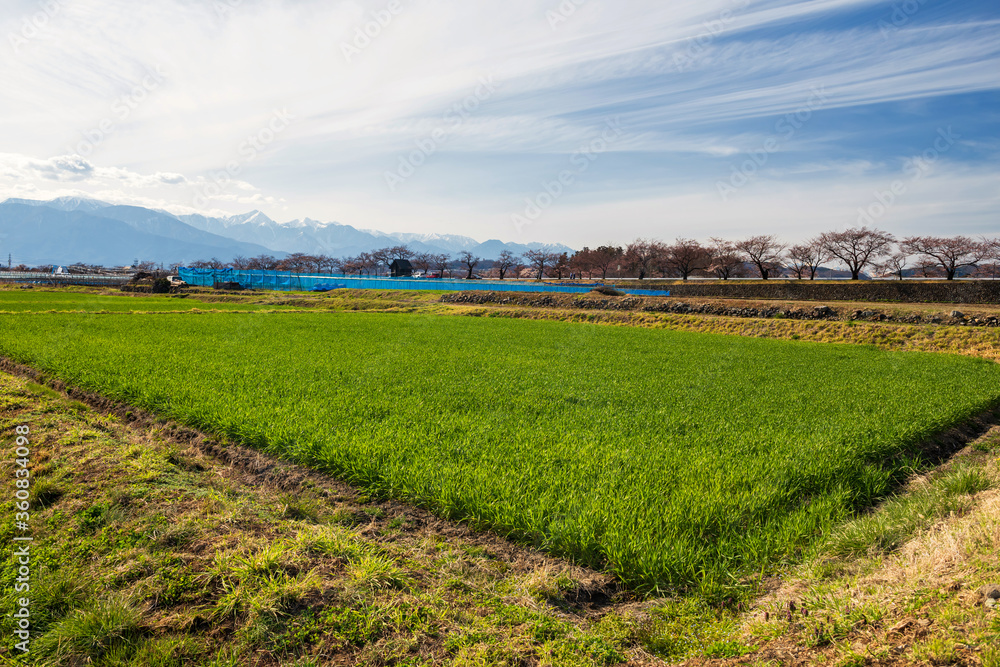 rice farm, sakura tree, central alps at Matsumoto