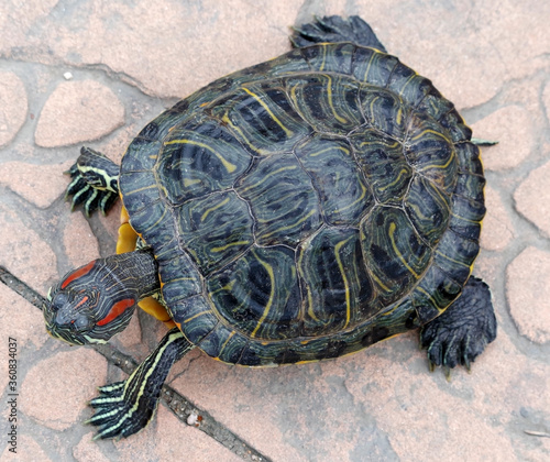An image of Red Eared Turtle