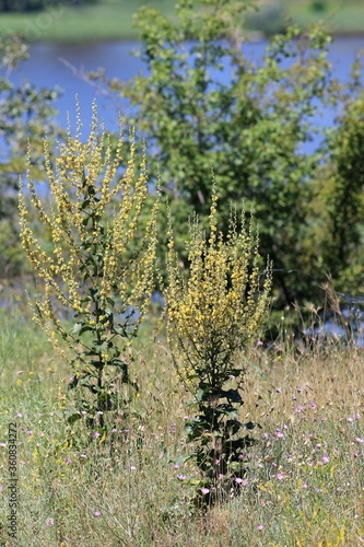 Blooming Verbascum in a dry meadow