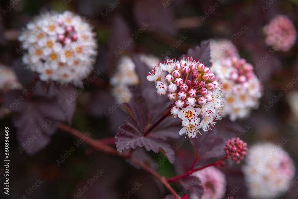 Dark physocarpus Diabolo with flowers