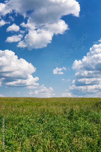 Green field against a bright blue cloudy sky. Background. Space for text. Vertical.