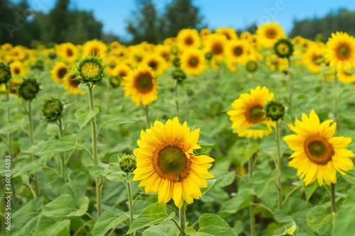 Field of sunflowers