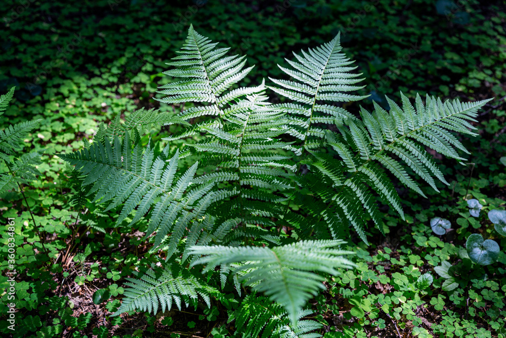 Fototapeta premium Fern in the forest in the sun. Close-up.