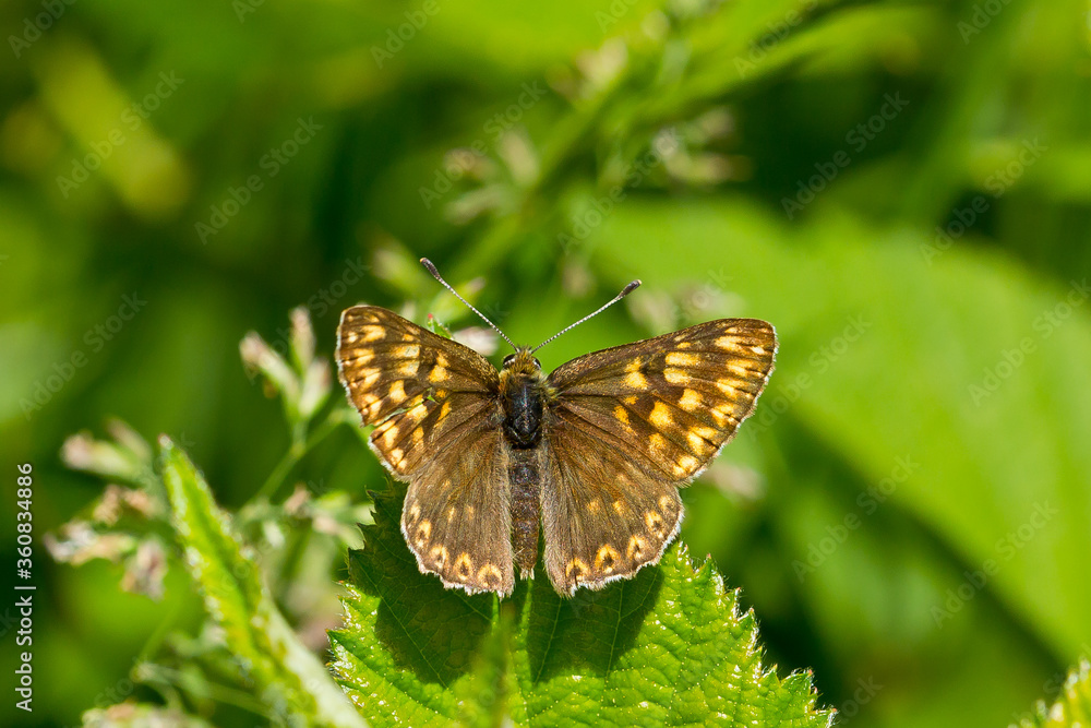 Mariposa de color marrón (Hamearis lucina), con las alas abiertas tomando el sol sobre una hoja. Mariposa de color marrón (Hamearis lucina), con las alas abiertas tomando el sol sobre una hoja.