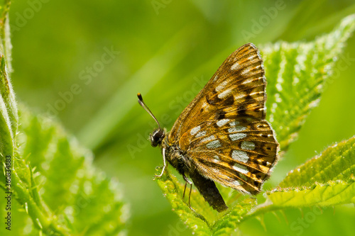 Hamearis lucina, Duke of Burgundy, Lepidoptera, butterfly sunbathing on the leaf with wings closed © Carlos