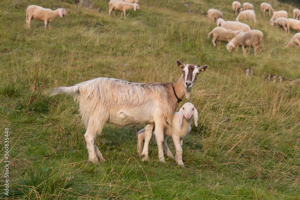 A goat with goatling on a green slope, Lombardy, Italy. A goat with goatling on a green slope, Lombardy, Italy.