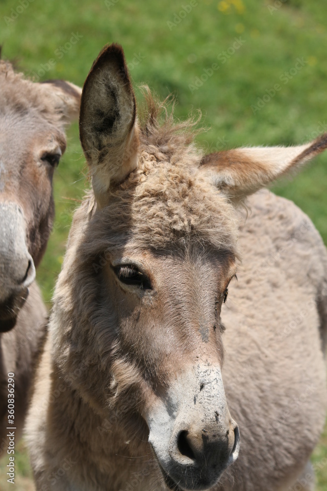 Donkey Donkey