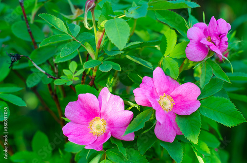 Pink Flowers of wild rose on a background of green leaves. summer village and aromatherapy concept. Copy space.