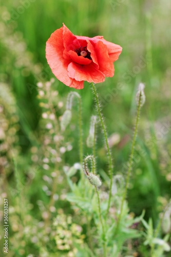 Beautiful wild poppy flower